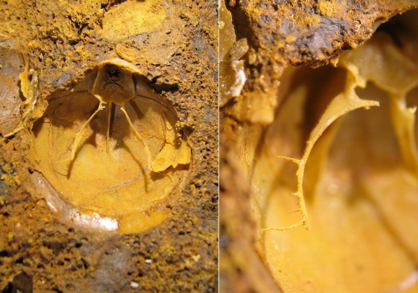 Zeilleria, ручной аппарат, Terebratulida, brachiopod lophophore