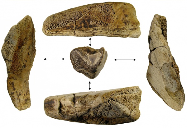 химеры, Elasmodus, Chimaeriformes, Elasmodus sinzovi