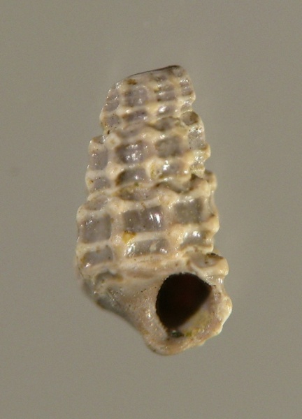 ?, Procerithiidae
