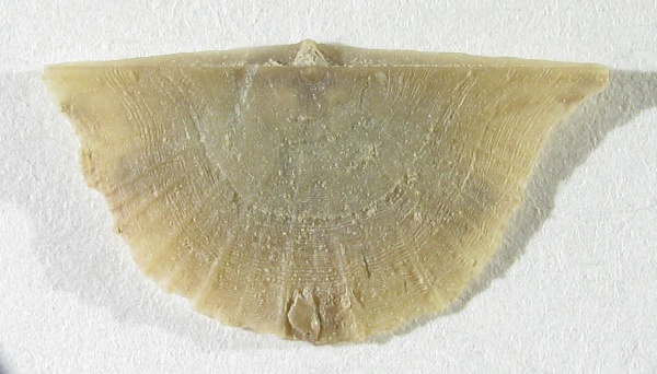 Strophomenida, Ingria