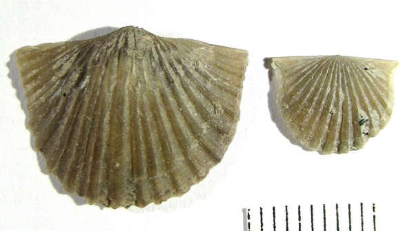 Orthida, Orthis, Orthis callactis