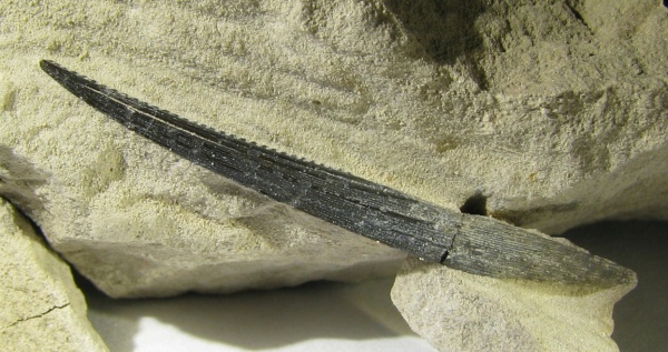 плавниковые шипы, Ctenacanthiformes