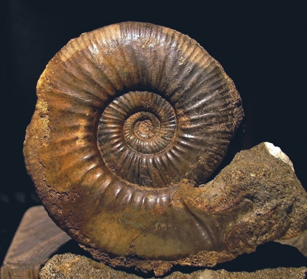 Perisphinctidae, ушки, устье, Anaplanulites, Anaplanulites submutatus, Microconchs, lappets