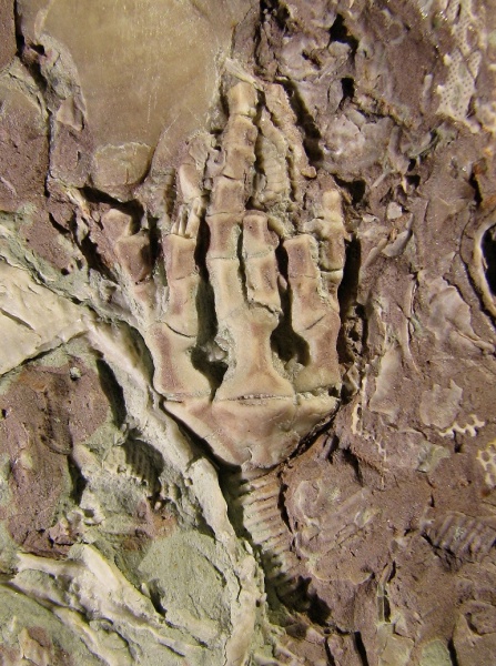 морские лилии, иглокожие, карбон, криноидеи, Crinoidea, Trautscholdicrinus