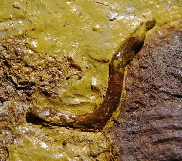 головной шип, Harpacanthus