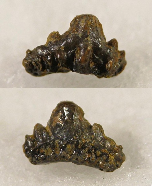 Protacrodontidae, Euselachii, Deihim, Protacrodontoidea