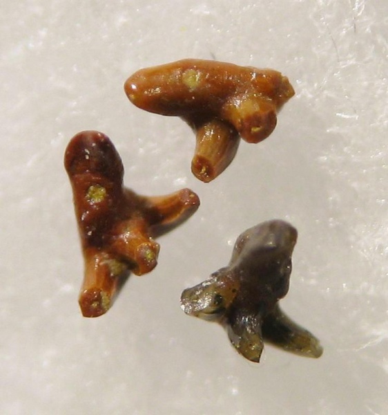 Thrinacodus, Elasmobranchii, Phoebodontidae