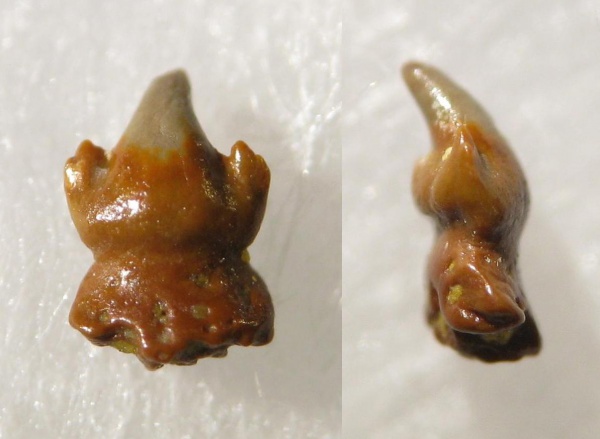 ?, Petalodontiformes