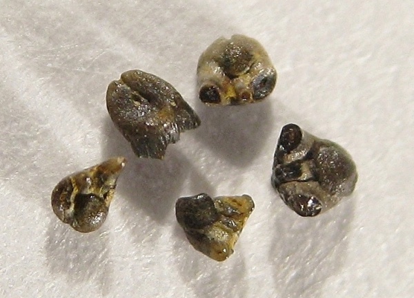 Xenacanthiformes, Bransonella, Xenacanthiforpha, Bransonelliformes