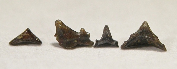 Neoselachii, Anachronistidae