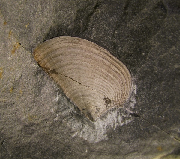 кимеридж, аптихи, Laevaptychus, Aptychi, Kimmeridgian, Upper Jurassic