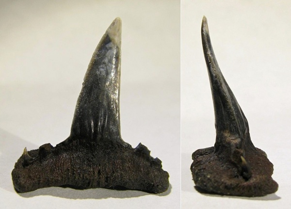 Sphenodus, Sphenodus stschurowskii, Synechodontiformes