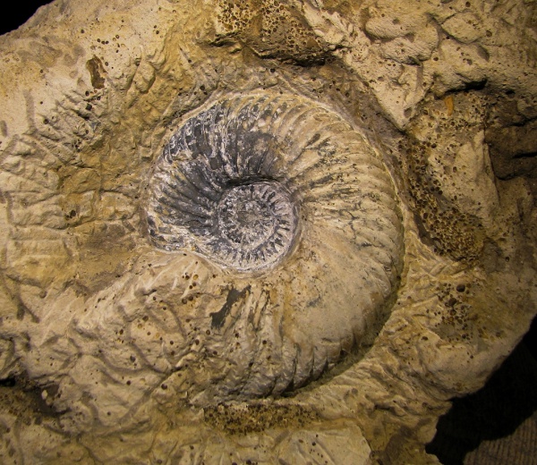 Quenstedtoceras, Quenstedtoceras henrici