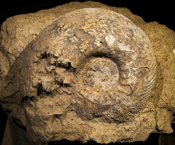 Quenstedtoceras, Quenstedtoceras lamberti