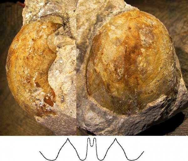 Goniatitida, Goniatites