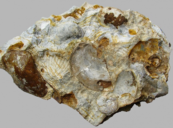 кимеридж, Aulacostephanus eudoxus, аптихи, Aulacostephanus, Laevaptychus, Aspidoceras, Thracia, Aptychi, Kimmeridgian, Upper Jurassic