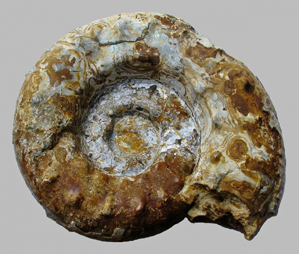 Aspidoceras, Aspidoceratinae, Aspidoceras karpinskii, Aspidoceras caletanum