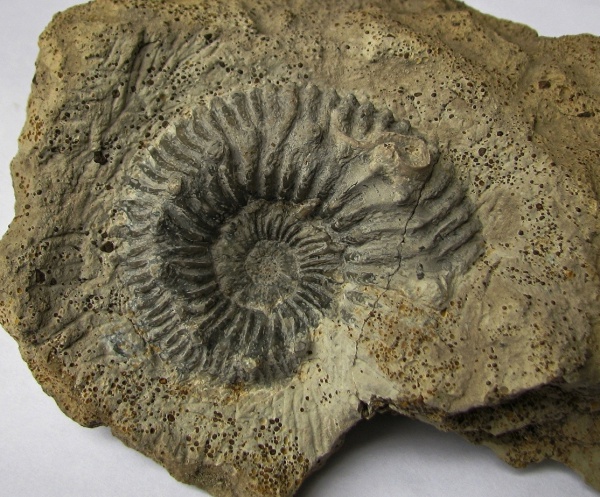 Kosmoceras, Serpula, келловей, Kosmoceratidae, Kosmoceras spinosum, Callovian, Middle Jurassic