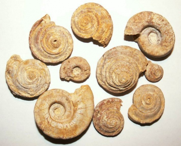 Omphalotrochus, Omphalotrochus canaliculatus