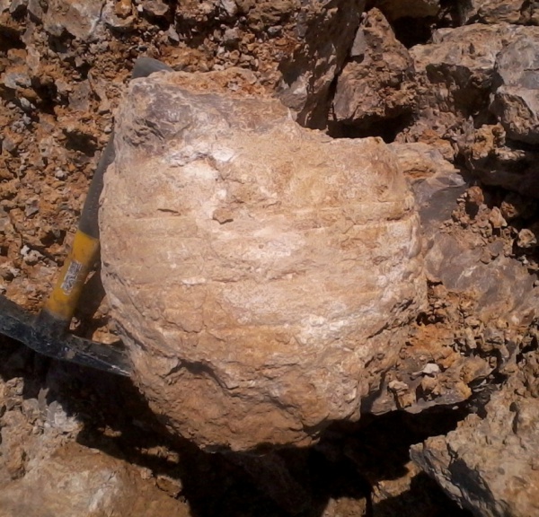 прямораковинные головоногие, нижний карбон, Calchasiceras