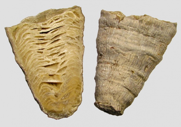 ругозы, нижний карбон, ?, Caninia