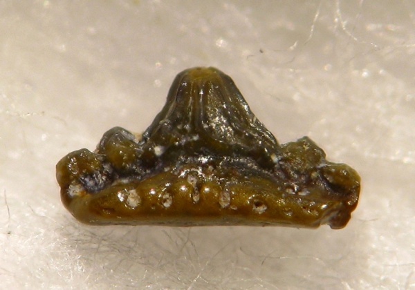 Protacrodontidae, Euselachii, Deihim, Protacrodontoidea