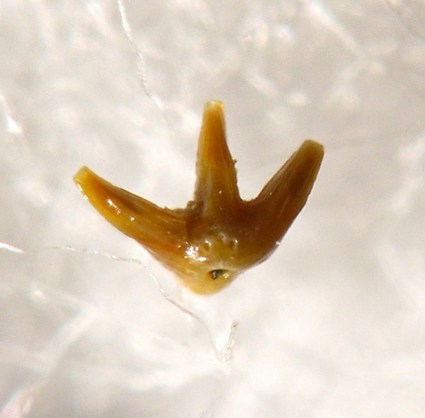 Thrinacodus, Elasmobranchii, Phoebodontidae, Phoebodus