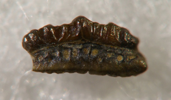 Protacrodus, Protacrodontidae