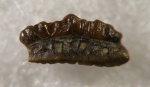 Protacrodus