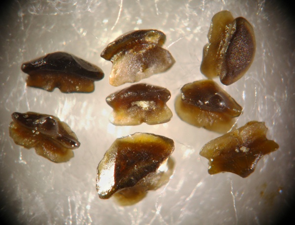 Euselachii, Neoselachii, Cooleyella, Anachronistidae