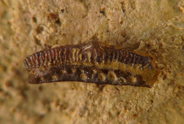 Orodus, Acrodus, Hybodontiformes
