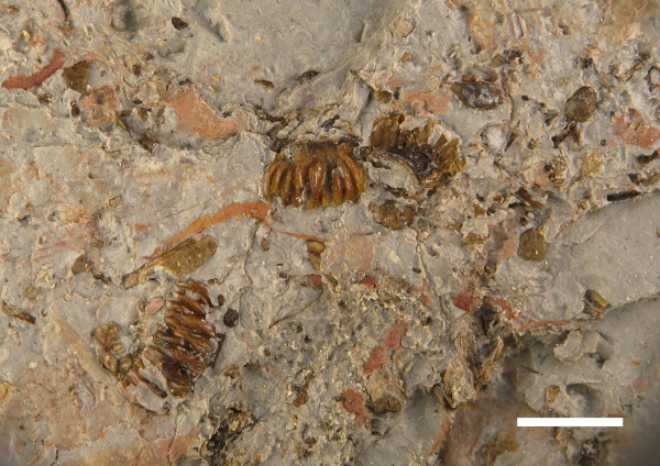 Ctenacanthiformes, чешуя