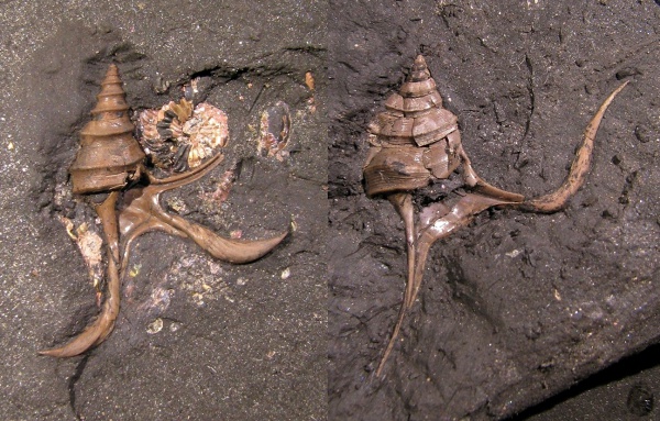 Dicroloma, Dicroloma cochleata, Aporrhaidae, Bicorempterus pseudopellati, Bicorempterus