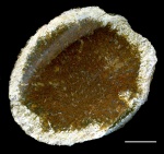 Pemmatites macroporus