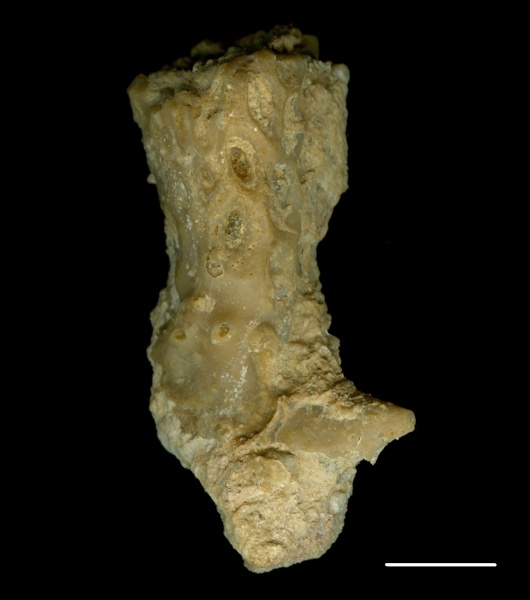Goniocladia subpulchra, Goniocladia