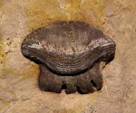 Polyrhizodus concavus (Trd.)