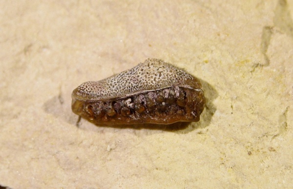 Oxytomodus, Helodontiformes