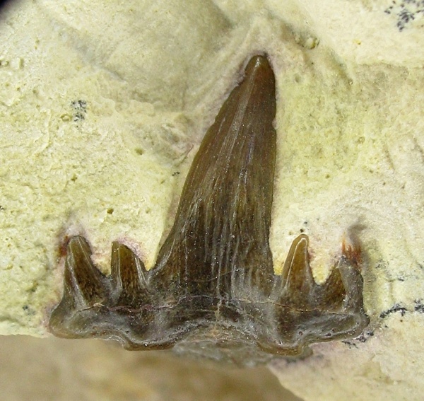 Glikmanius, Ctenacanthiformes, Glikmanius occidentalis