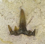 Небольшой зуб G. occidentalis