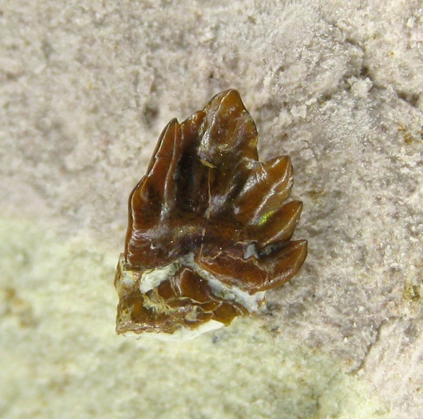 Petalodontiformes, Harpacodus