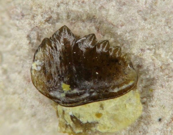 Petalodontiformes