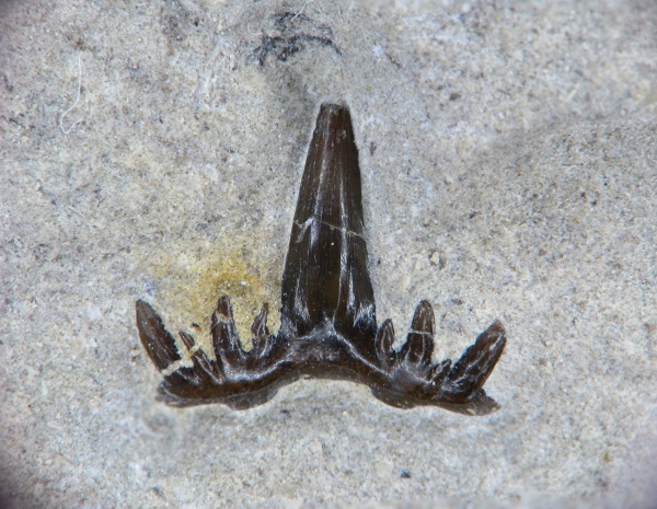 Glikmanius, Ctenacanthiformes, неописанный вид