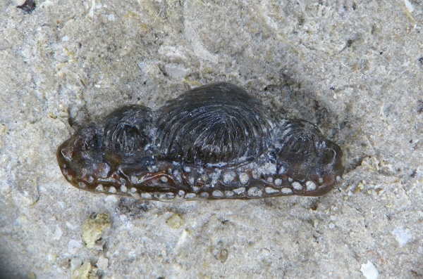 Euselachii, Mesodmodus, Hybodontiformes