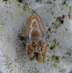 Зуб Pycnodontiformes с корнем
