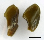 Lagarodus specularis (accessory type)