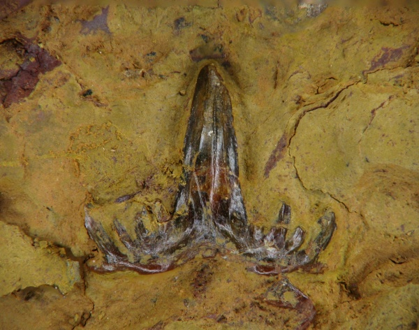 Glikmanius, Ctenacanthiformes, неописанный вид