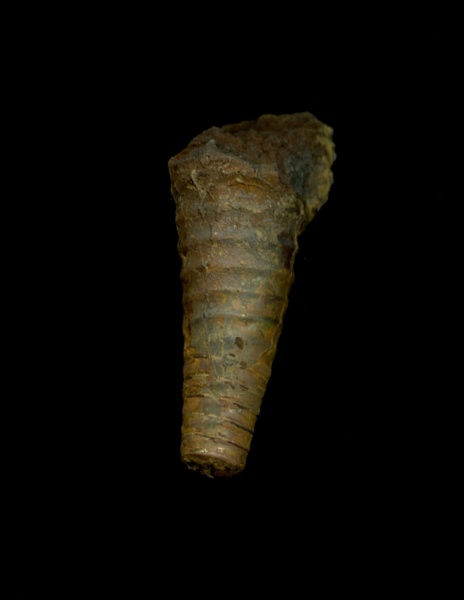 Cycloceras, Orthocerida, Бронцы