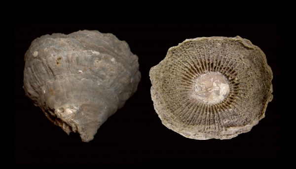 ругозы, нижний карбон, стешевский горизонт, Dibunophyllum, Dibunophyllum bipartitum