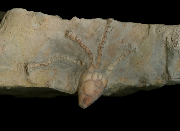 Hydriocrinus, Hydriocrinus pusillus
