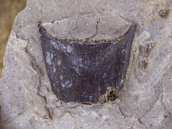 Copodontiformes, Copodus